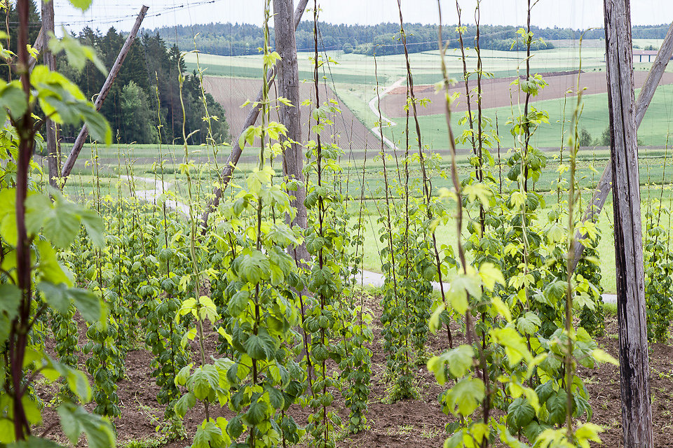 im zeichen des bieres