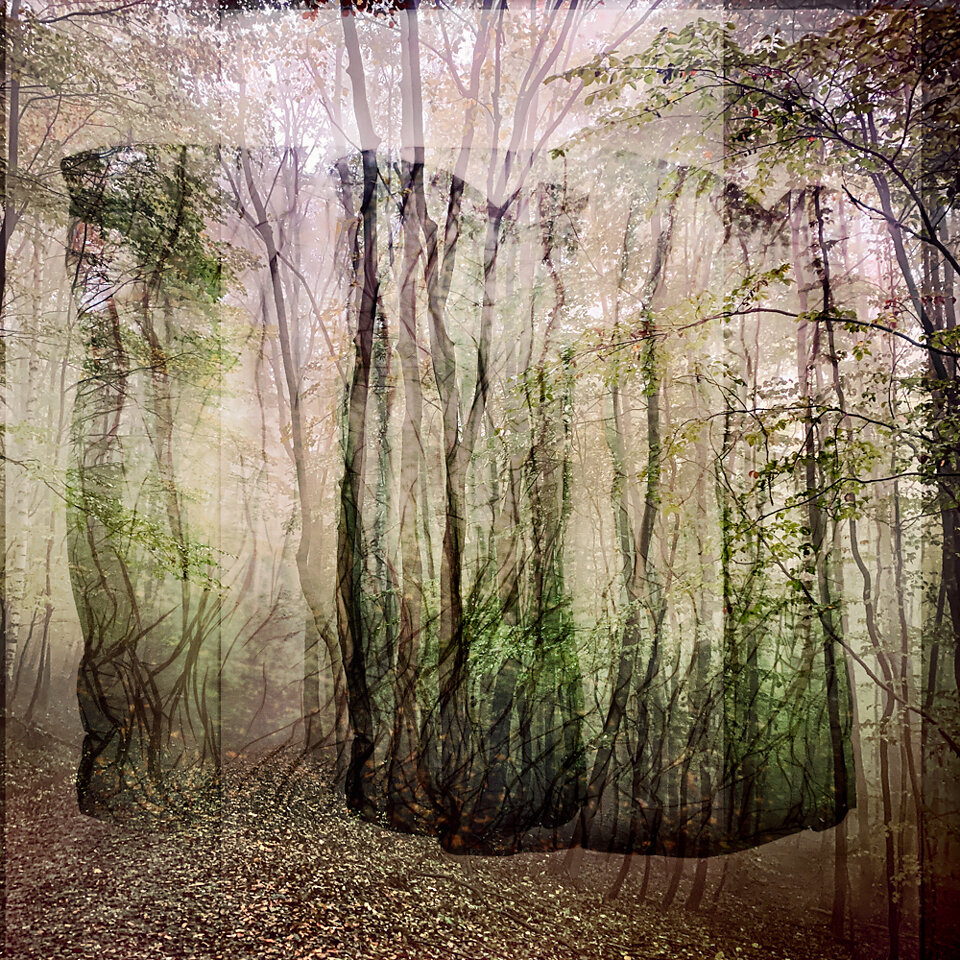 Woods of Fantasy #1
