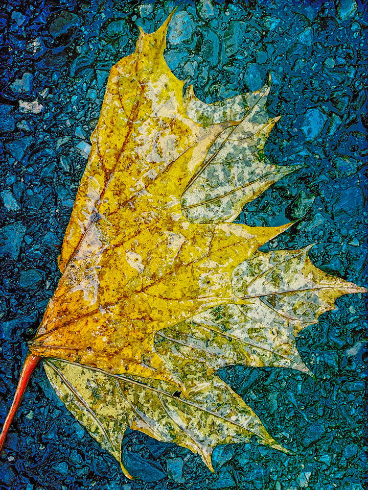 Autumn-Leaves-07.jpg